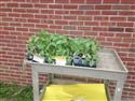 cabbage_2-2