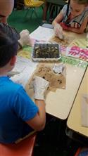 owl_pellet_ot-11