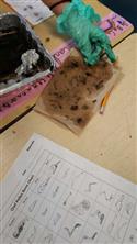 owl_pellets3-14